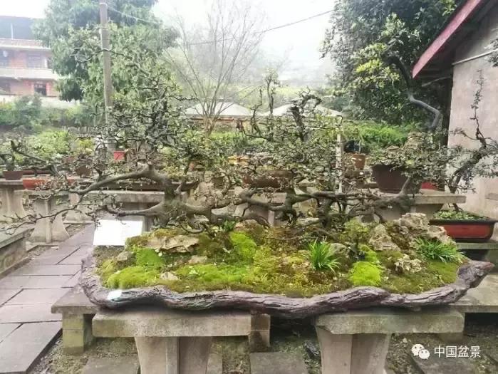 左世新金弹子盆景直播,左世新根艺金弹子