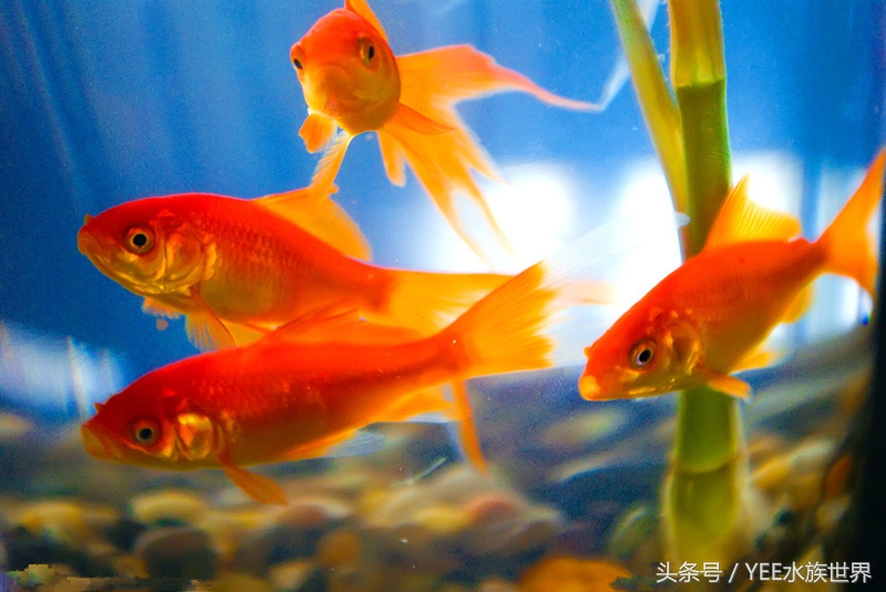 除藻后的绿藻怎么处理,除鱼缸藻类要把鱼捞出来吗