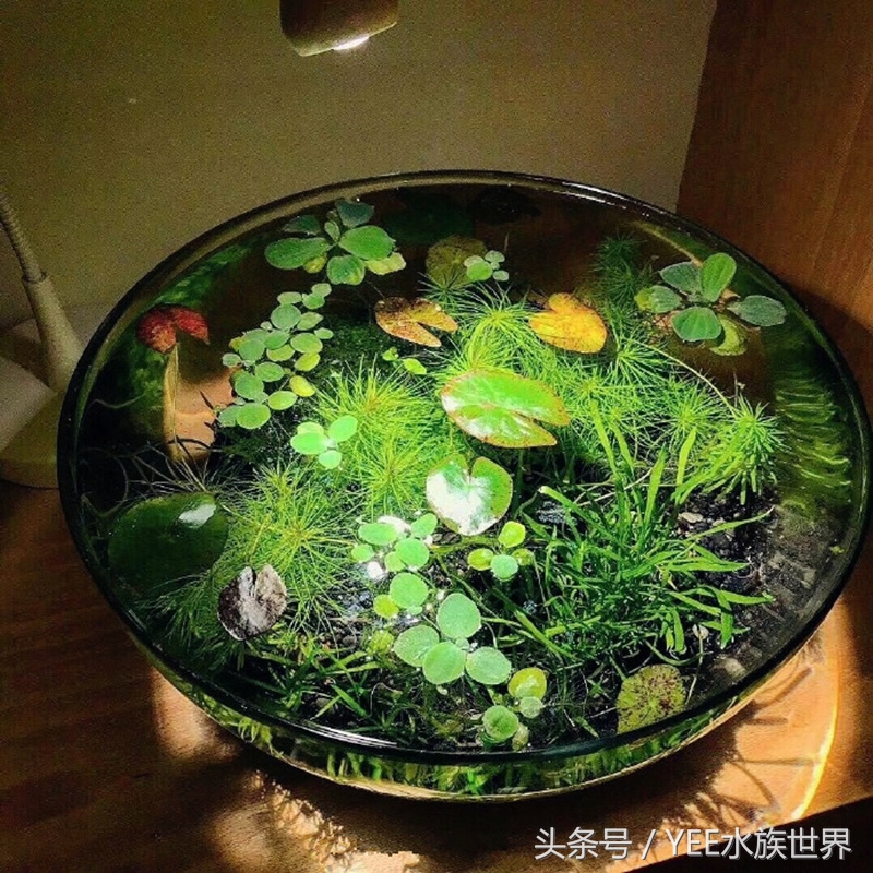 除藻后的绿藻怎么处理,除鱼缸藻类要把鱼捞出来吗