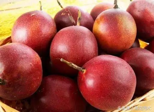 百香果栽培的最佳温度,百香果苗栽培多久能结果