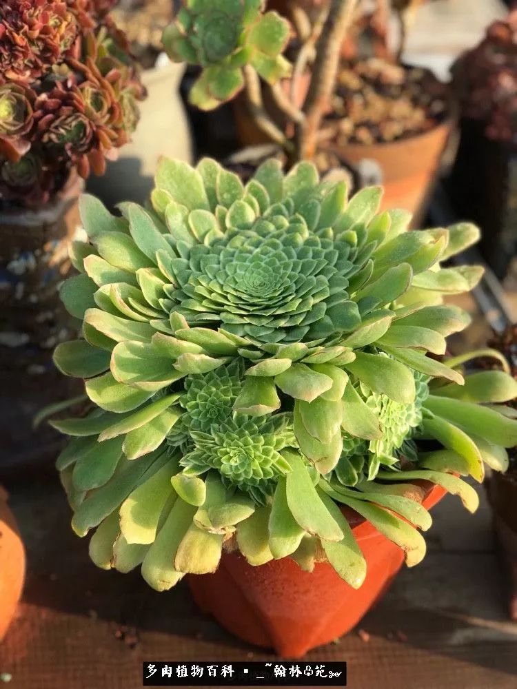 又一场法师视觉盛宴欣赏：翰林苑的昆明多肉花园！