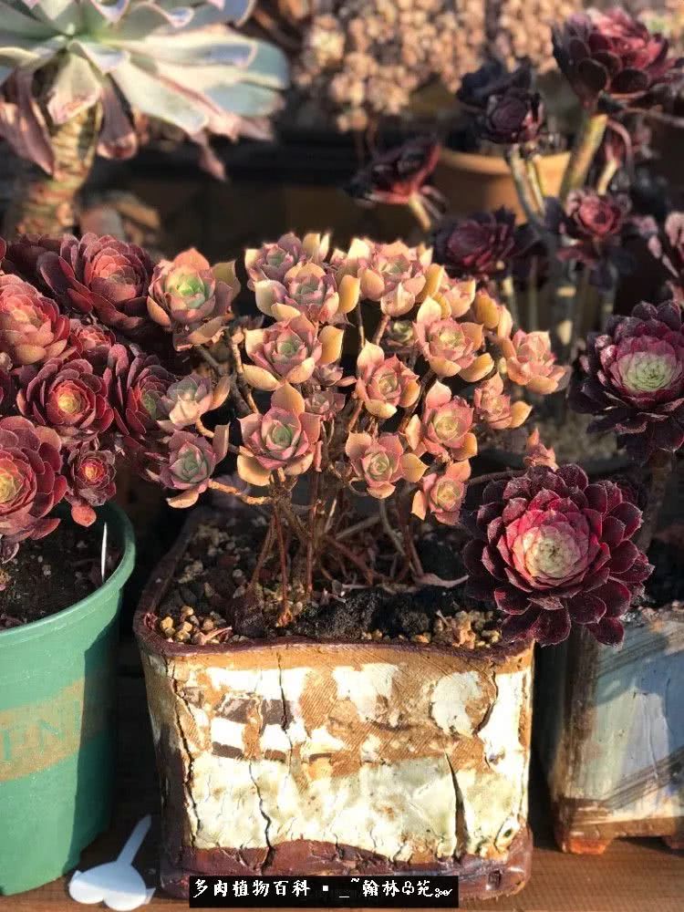 又一场法师视觉盛宴欣赏：翰林苑的昆明多肉花园！