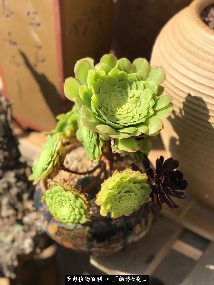 又一场法师视觉盛宴欣赏：翰林苑的昆明多肉花园！