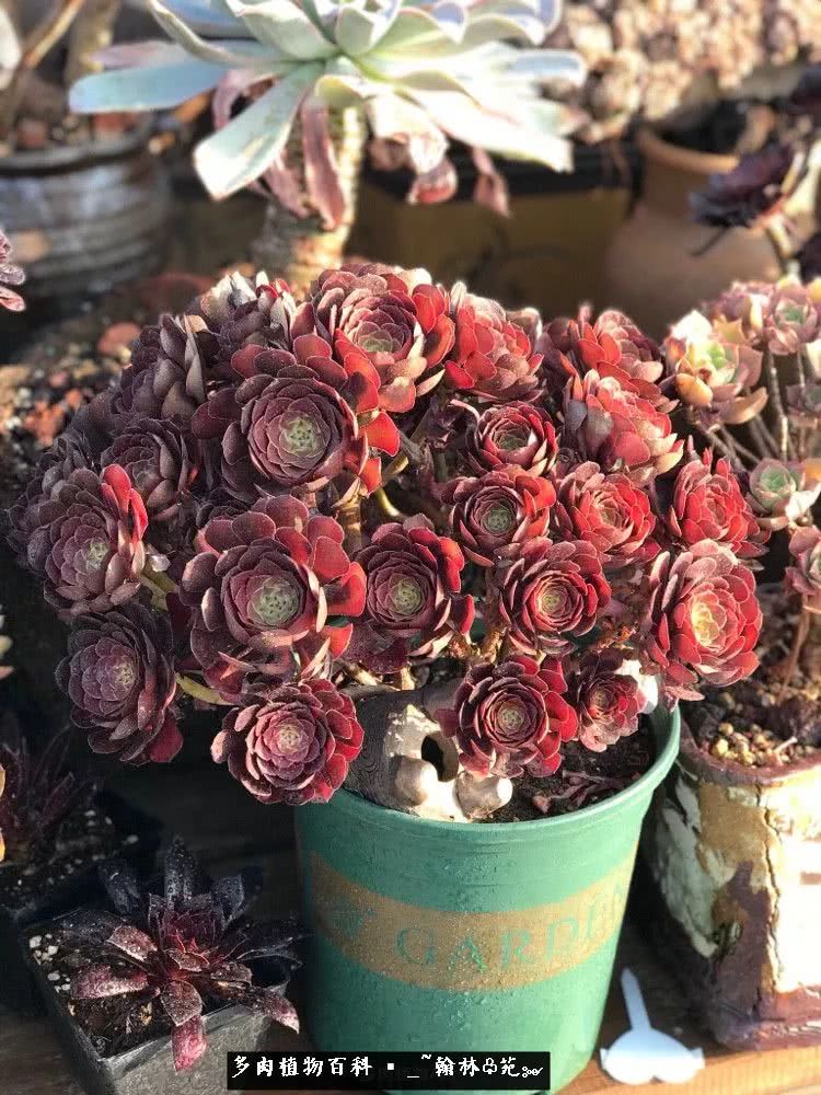 又一场法师视觉盛宴欣赏：翰林苑的昆明多肉花园！