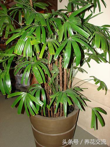 客厅室内净化空气最佳植物,室内净化空气的植物有哪些