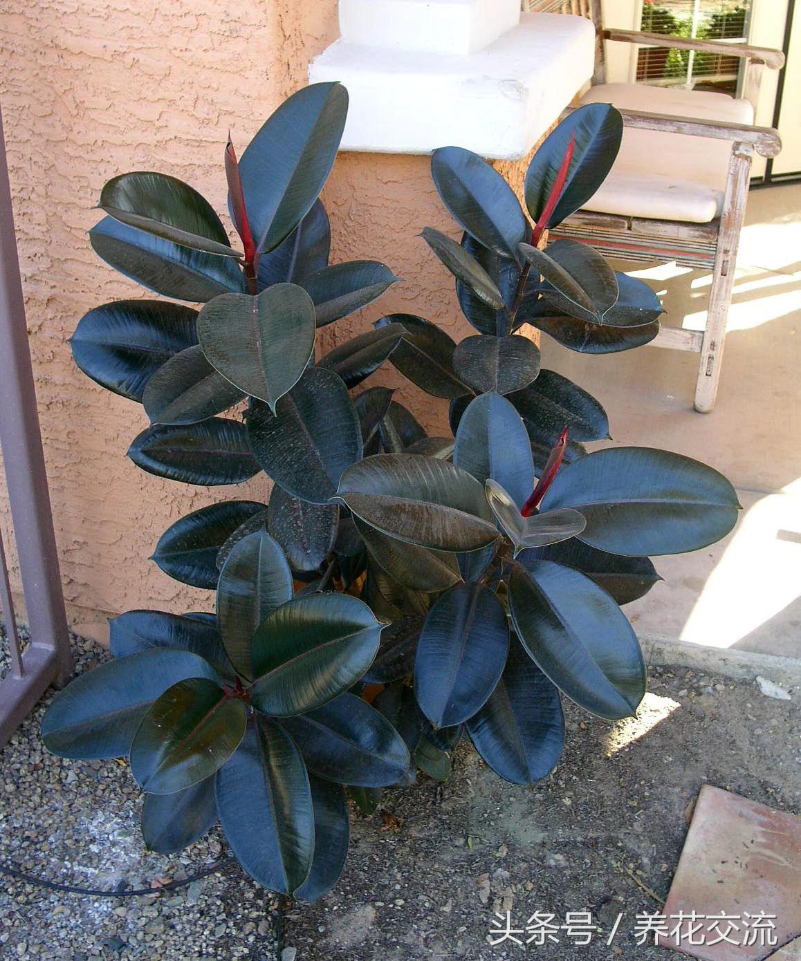 客厅室内净化空气最佳植物,室内净化空气的植物有哪些