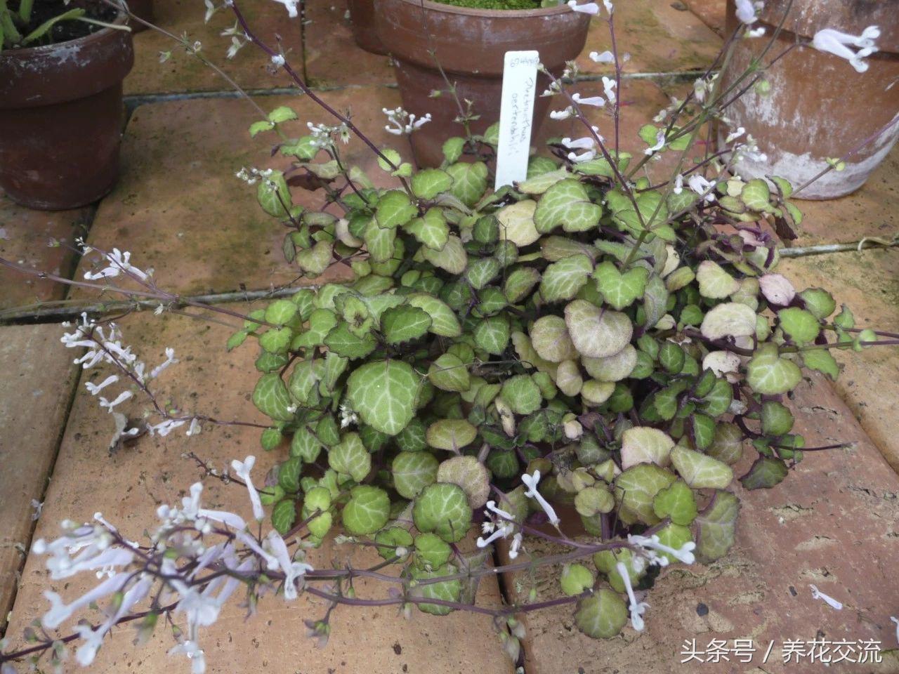 客厅室内净化空气最佳植物,室内净化空气的植物有哪些