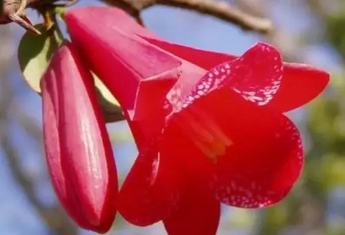 世界各国国花图片及名称集锦,世界各地的国花你能叫出几个名字