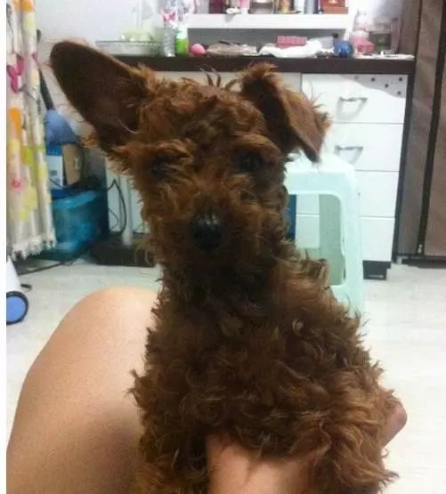 原来狗子还能丑到这种地步,盘点那些让人哭笑不得的狗子