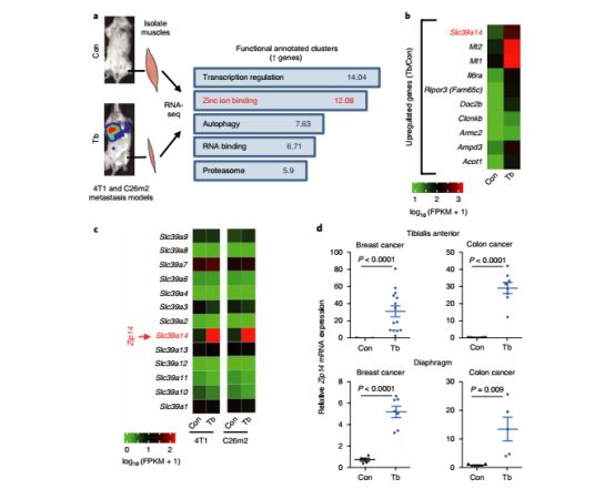 nature子刊缺氧癌症,nature子刊禁食加维生素c