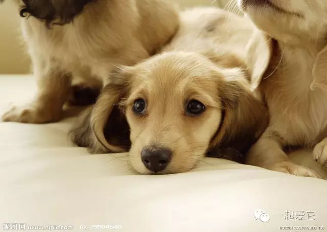 狗狗来生理期怎么办,怎么能断定狗狗来生理期了