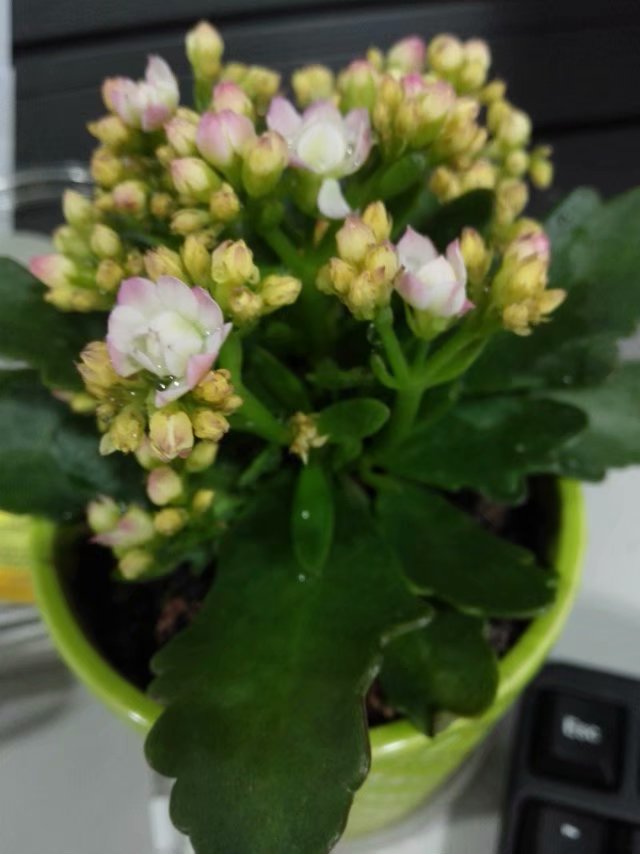 即将从珠海回归赣州发展的本宫