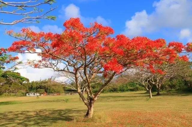 塞班岛有什么好吃的,塞班岛有什么美食带回家