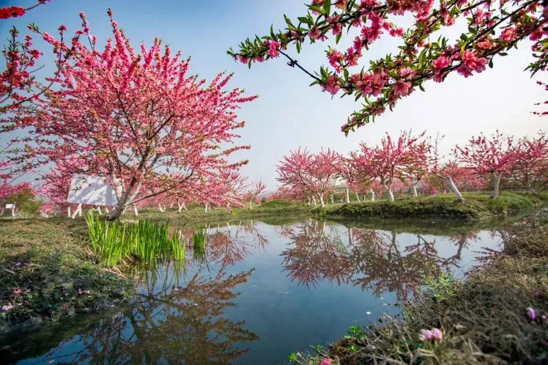 双流人公认的12大美女，一个比一个惊艳，简直是人间极品！