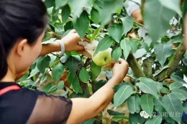 双流人公认的12大美女，一个比一个惊艳，简直是人间极品！