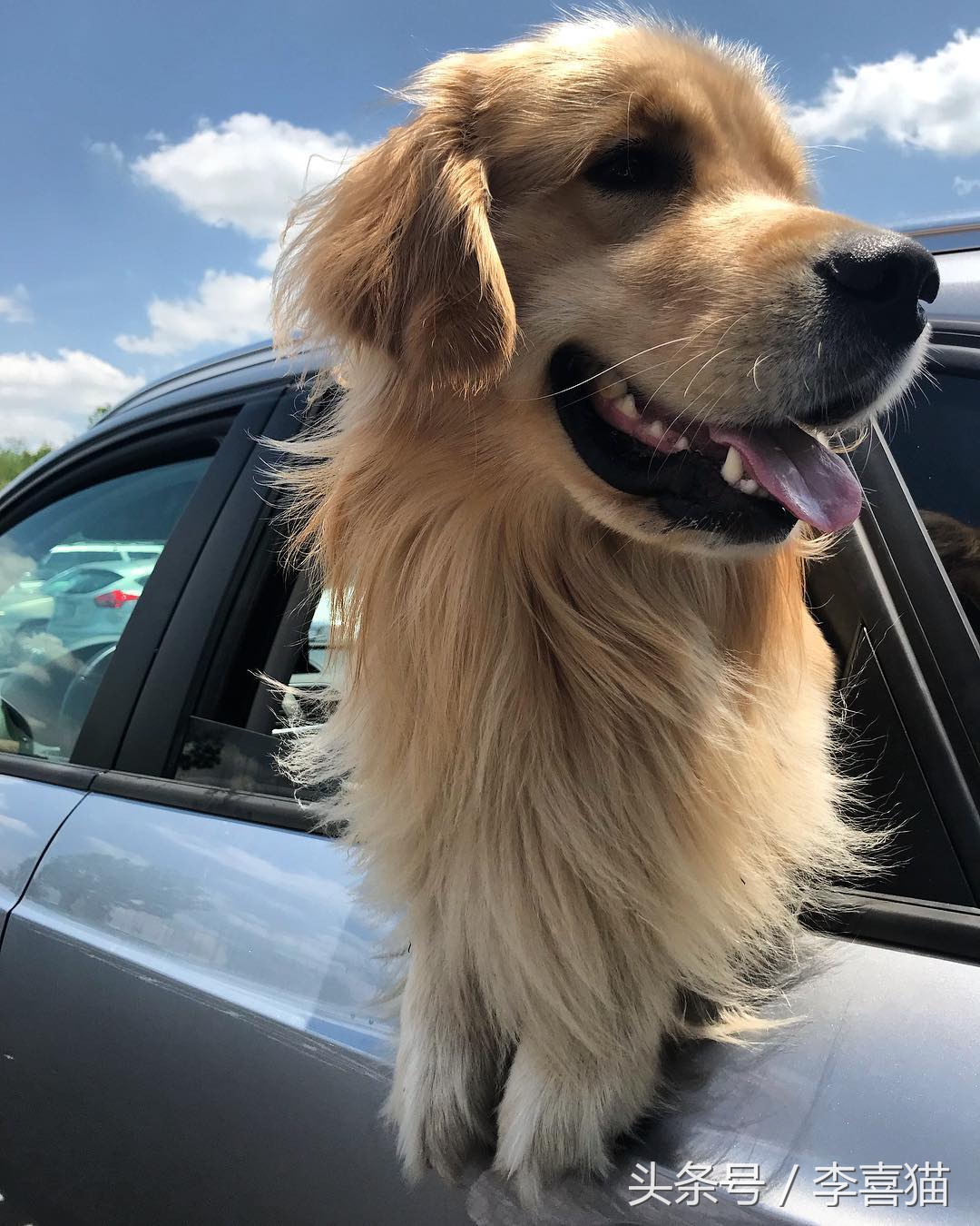 牛头梗的杀伤力有多强,牛头梗的攻击性有多强