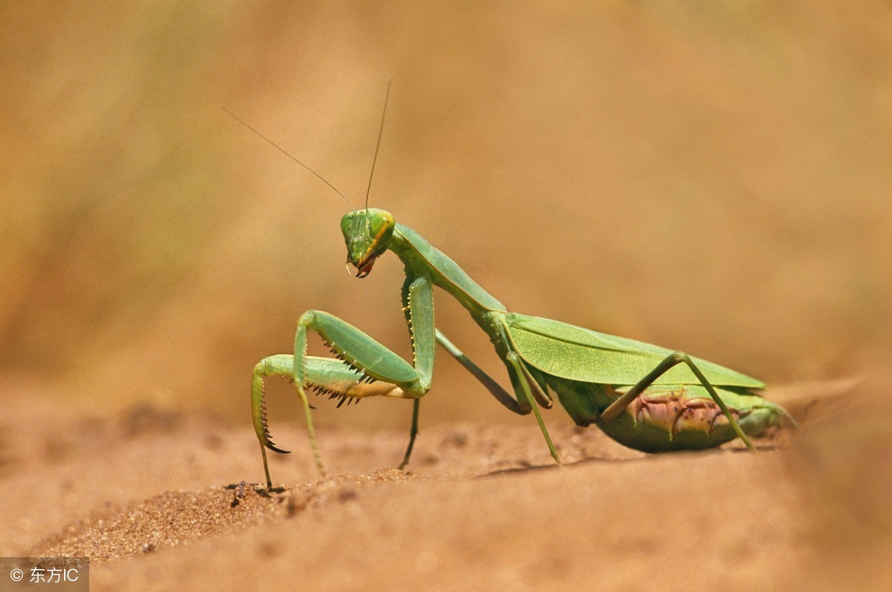 雌螳螂只有雄螳螂吃掉才能怀孕吗,雌螳螂真的会吃掉雄螳螂吗