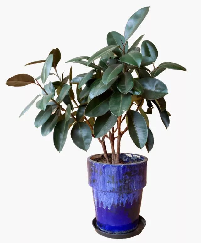 独杆橡皮树造型图片,独杆橡皮树怎么分叉视频