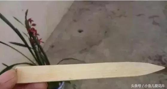 养花浇水知道这14个坑花能活20年,不适合多浇水的8种花