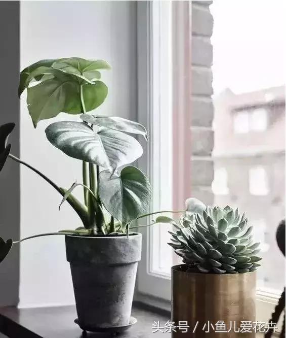 养花浇水知道这14个坑花能活20年,不适合多浇水的8种花