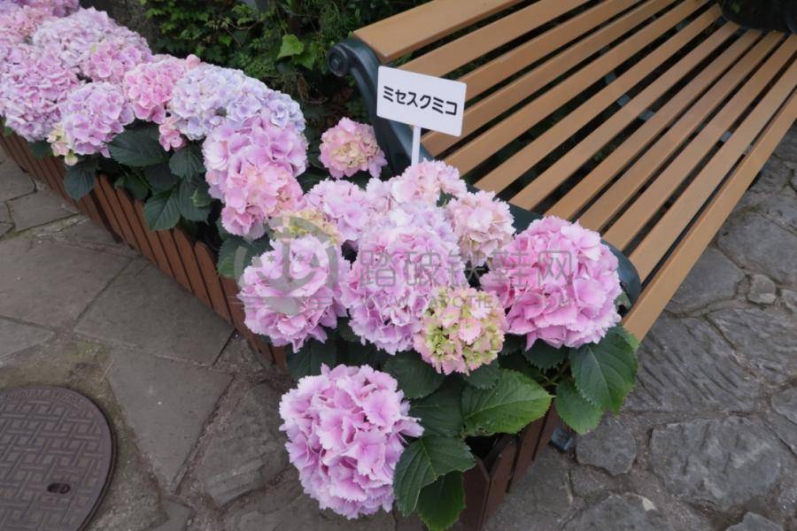 诺唯真喜悦号游记攻略,诺唯真喜悦号旅游报价