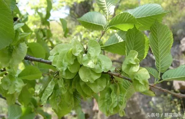 怎么区分榆树和榉树,怎么分辨榆叶梅和碧桃