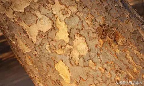 小叶榆和榉树怎样鉴别,小叶榔榆和花皮榆有什么区别