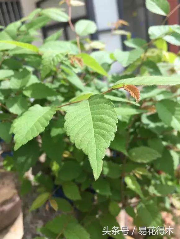 小叶榆和榉树怎样鉴别,小叶榔榆和花皮榆有什么区别