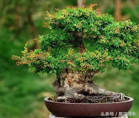 怎么区分榆树和榉树,怎么分辨榆叶梅和碧桃