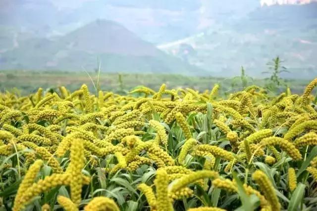 岱崮地貌免费景点,岱崮地貌旅游区自驾攻略