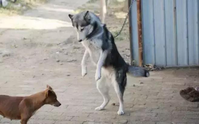 哈士奇被主人绑门口，以为是用来看门，没想到是因为二哈要上天！