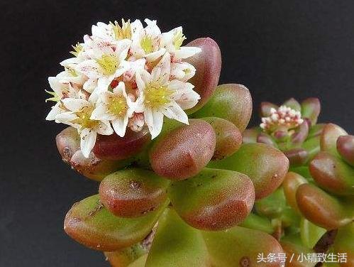 多肉植物开花前怎么养好,多肉植物开花怎么处理