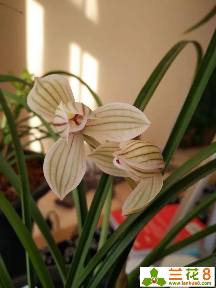 金边兰花叶尖枯焦,兰花叶尖枯焦会恢复吗