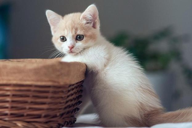 不好意思，猫主子必须要告诉你们真相了……揭秘神秘的CKD！