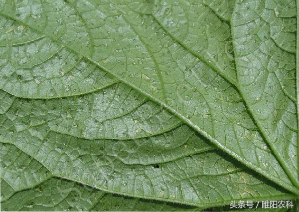 细菌病害哪些药比较好,细菌病害最佳治疗药