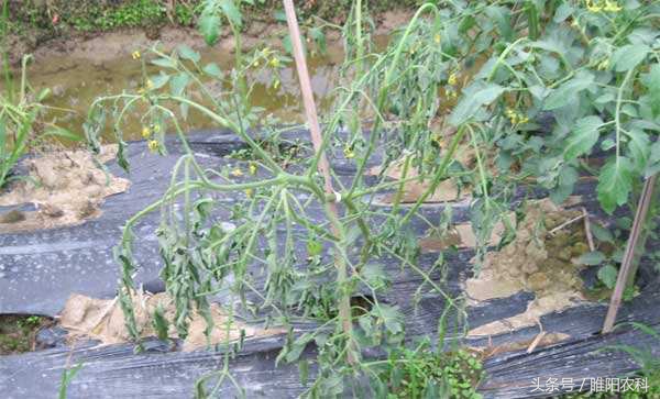 细菌病害哪些药比较好,细菌病害最佳治疗药