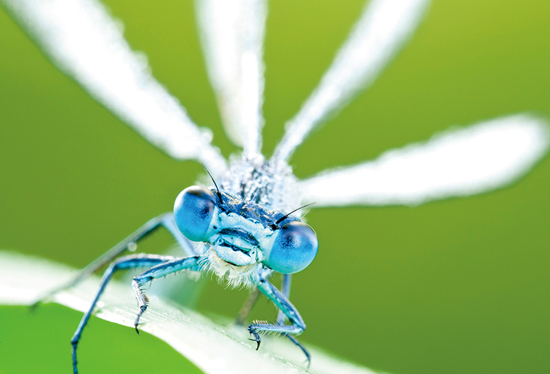 RossHoddinott：我不怕落俗套