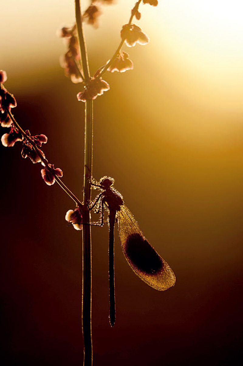 RossHoddinott：我不怕落俗套