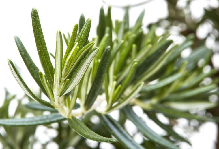 怎么除头螨虫最有效方法,头上螨虫怎么去除简单方法