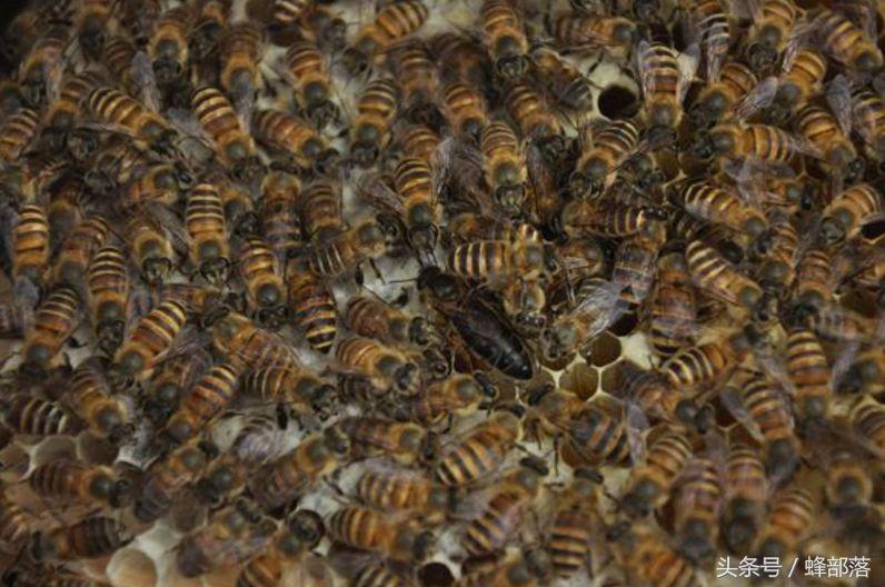 蜜蜂饲喂白糖对蜂蜜质量有影响吗,用白糖喂养的蜜蜂好吗