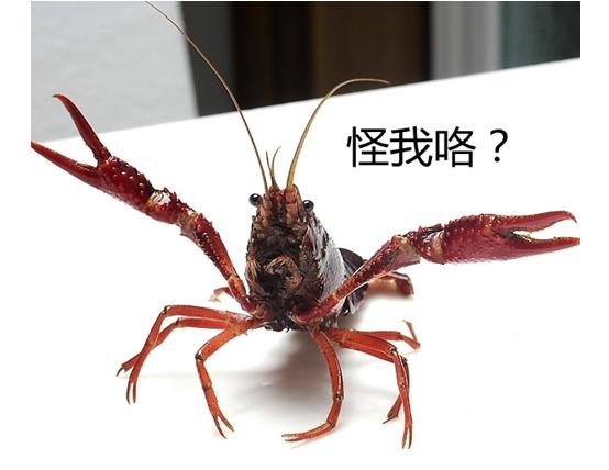 世界杯小龙虾吃什么,世界杯吃的小龙虾