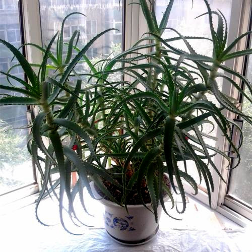 芦荟怎样养出小芽,芦荟怎么养护侧芽多