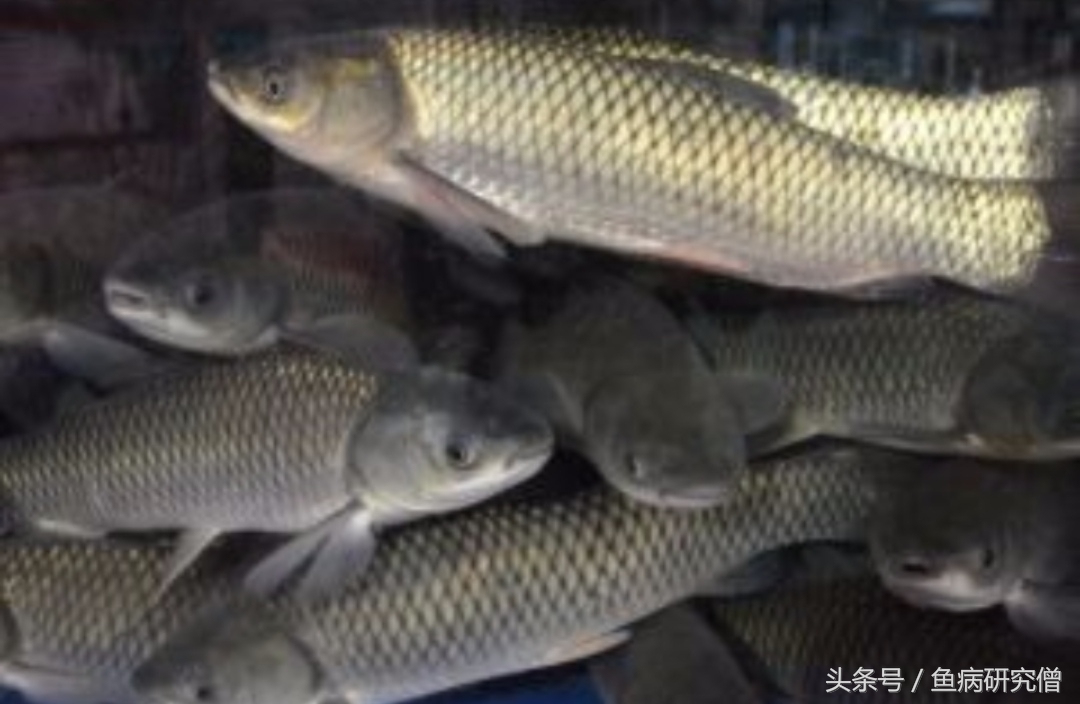 草鱼常见疾病治疗用什么药,怎样预防草鱼疾病