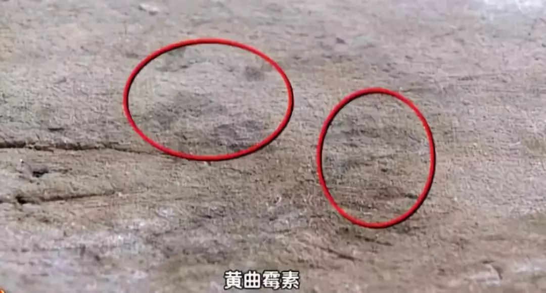 2000亿的细菌,哪种菜板不容易滋生细菌