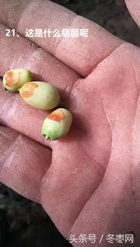 冬枣管理问题解答专家,冬枣管理问答第204期