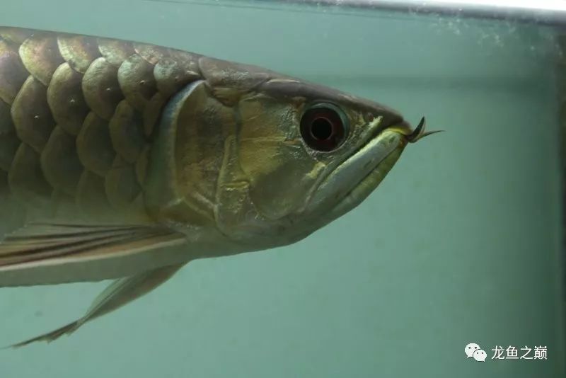 28-30公分龙鱼怎么喂养,龙鱼喂食能混合么