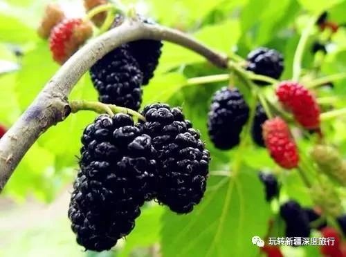 南疆最好吃的瓜果,新疆瓜果什么最好吃又便宜