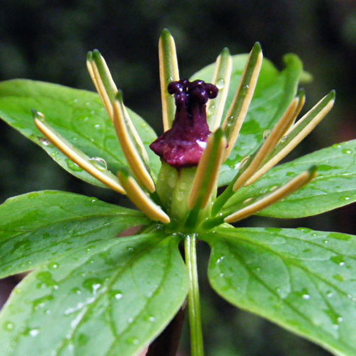 七叶一枝花林下种植防野猪,七叶一枝花中药材种植