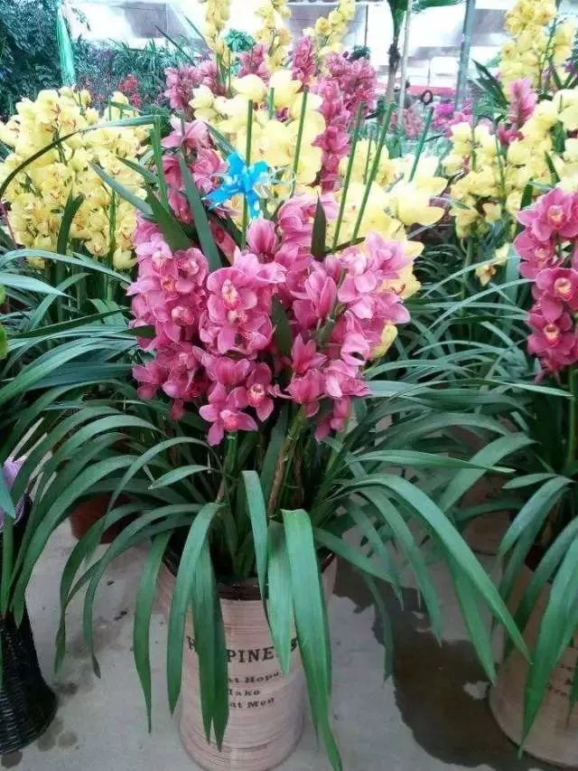 盆花枯萎了,盆花枯萎了怎么补救呢视频