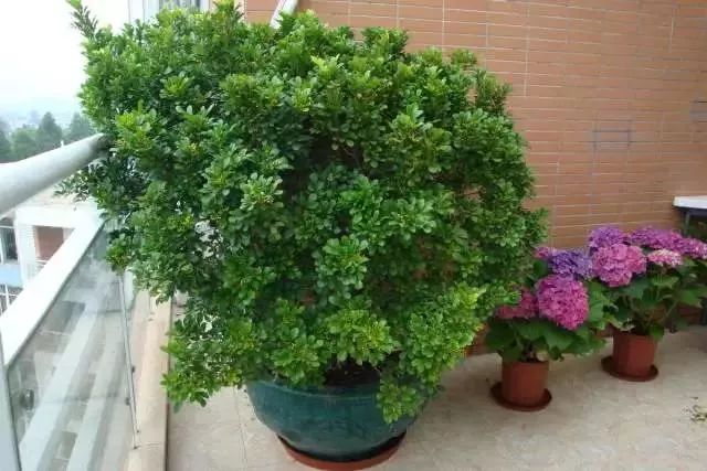 盆花枯萎了,盆花枯萎了怎么补救呢视频